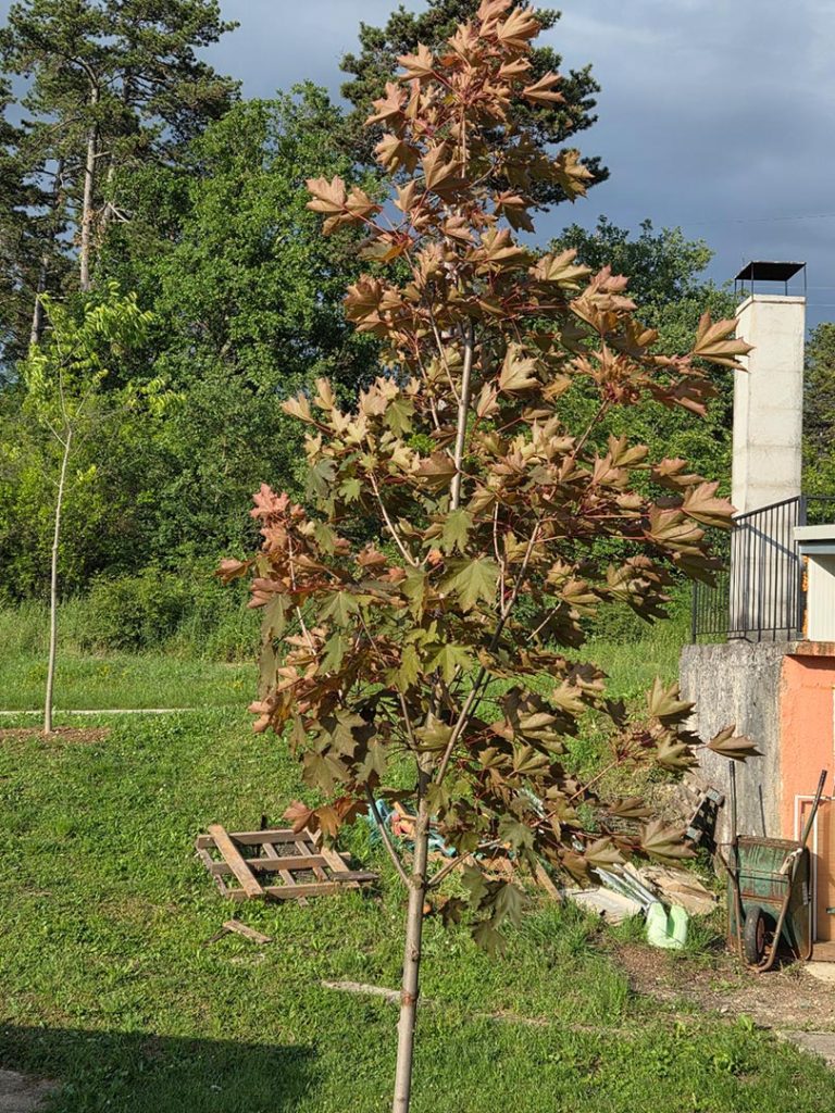 Novi javori i platane uljepšali prostor oko igrališta TK Buje