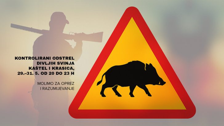 Najavljen kontrolirani odstrel divljih svinja u Kaštelu i Krasici