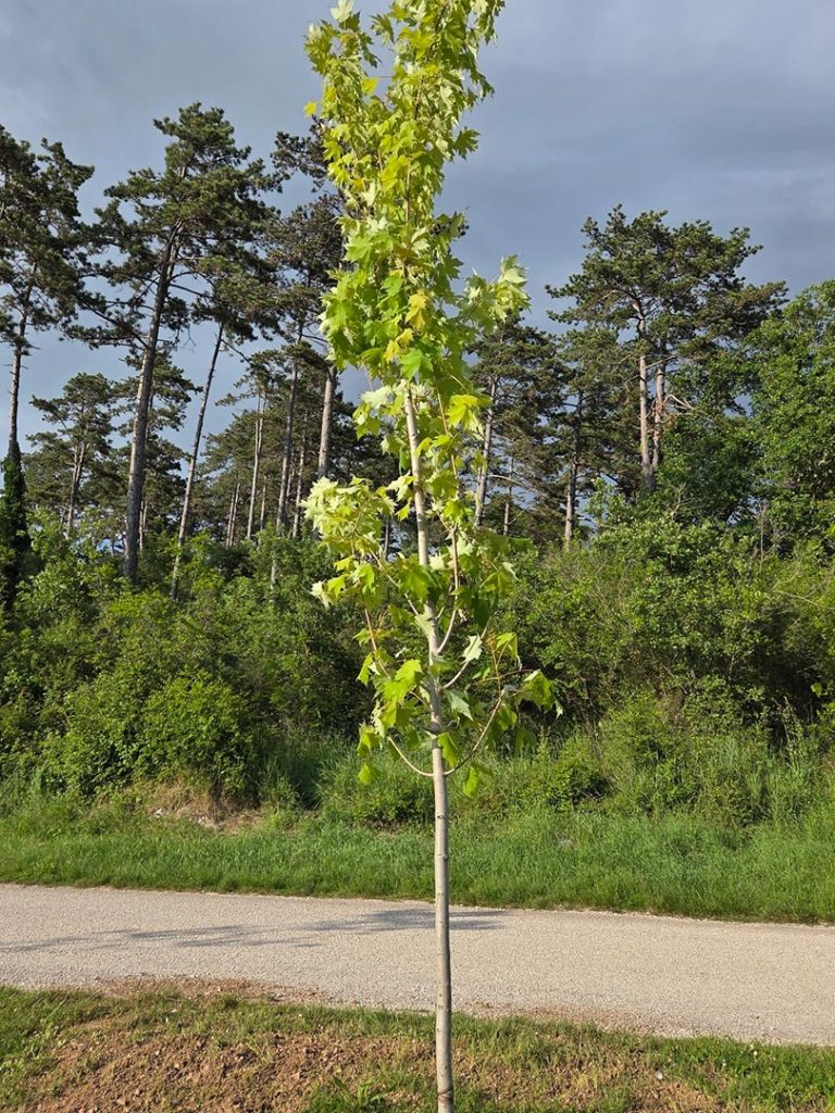Novi javori i platane uljepšali prostor oko igrališta TK Buje