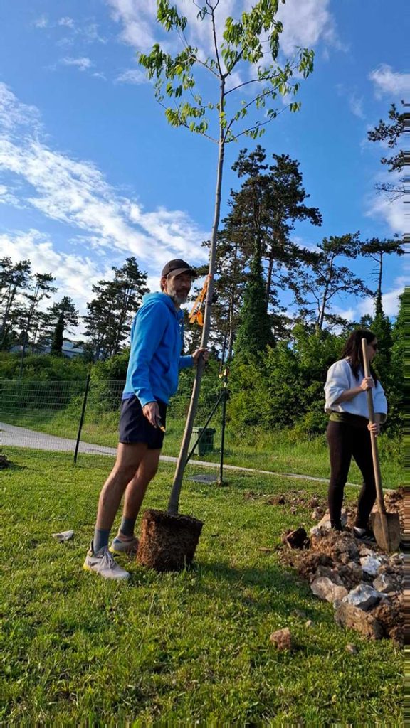 Novi javori i platane uljepšali prostor oko igrališta TK Buje