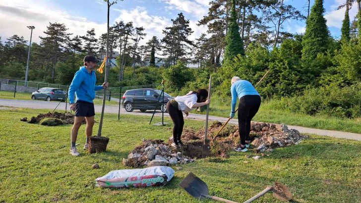 Novi javori i platane uljepšali prostor oko igrališta TK Buje