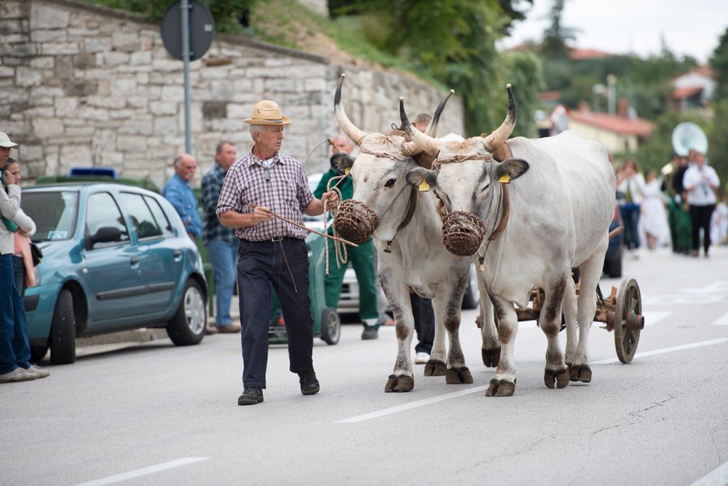 U Bujama se od petka 19. do nedjelje 21. rujna održavaju 119. Dani grožđa – poznata istarska fešta koja okuplja vino, glazbu, kulturu i ljude.